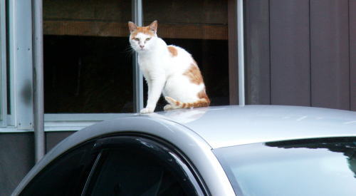 バッタ おまけに猫 地球屋 社長の独り言